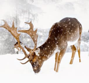 Good Morning Dekbedovertrek "herten in winterlandschap" - Zand - (200x200/220 cm) - Katoen Flanel